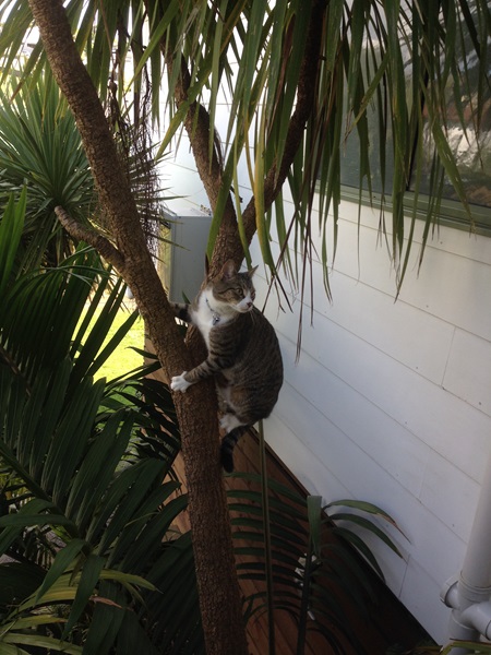 My neighbour's cat Sammy climbs trees to peek and sneek through our windows!